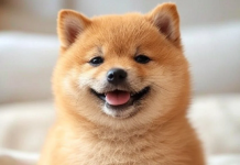 BabyDoge Coin