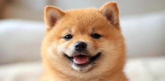 BabyDoge Coin